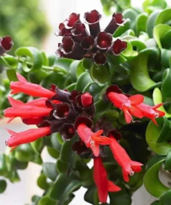 Curly Lipstick Vine Live Plant – Aeschynanthus Radicans – Set of 2 – 5-8 Inch Tall - Image 10