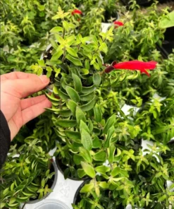 Curly Lipstick Vine Live Plant – Aeschynanthus Radicans – Set of 2 – 5-8 Inch Tall - Image 3