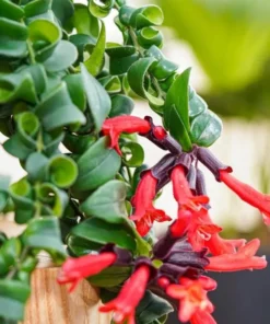 Curly Lipstick Vine Live Plant – Aeschynanthus Radicans – Set of 2 – 5-8 Inch Tall - Image 5