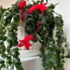 Curly Lipstick Vine Live Plant – Aeschynanthus Radicans – Set of 2 – 5-8 Inch Tall - Image 1