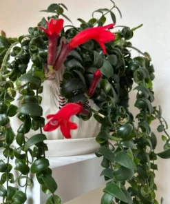 Curly Lipstick Vine Live Plant – Aeschynanthus Radicans – Set of 2 – 5-8 Inch Tall - Image 1