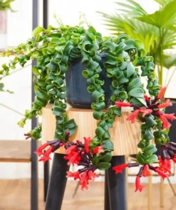 Curly Lipstick Vine Live Plant – Aeschynanthus Radicans – Set of 2 – 5-8 Inch Tall - Image 6