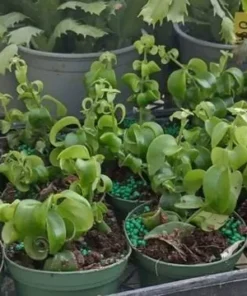 Curly Lipstick Vine Live Plant – Aeschynanthus Radicans – Set of 2 – 5-8 Inch Tall - Image 7