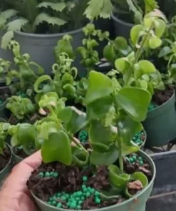 Curly Lipstick Vine Live Plant – Aeschynanthus Radicans – Set of 2 – 5-8 Inch Tall - Image 8