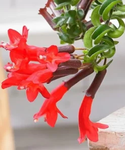 Curly Lipstick Vine Live Plant – Aeschynanthus Radicans – Set of 2 – 5-8 Inch Tall - Image 9