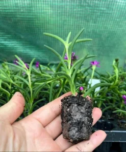 Delosperma Ice Plant Cooperi Hot Pink Plug - Live Starter Plant 1-3