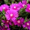Delosperma Ice Plant Cooperi Hot Pink Plug - Live Starter Plant 1-3" Tall, Perennial - Image 1