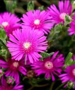 Delosperma Ice Plant Cooperi Hot Pink Plug - Live Starter Plant 1-3" Tall, Perennial - Image 1
