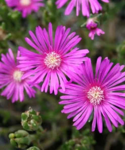 Delosperma Ice Plant Cooperi Hot Pink Plug - Live Starter Plant 1-3