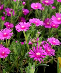 Delosperma Ice Plant Cooperi Hot Pink Plug - Live Starter Plant 1-3