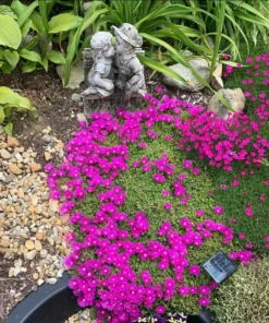 Delosperma Ice Plant Cooperi Hot Pink Plug - Live Starter Plant 1-3