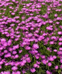 Delosperma Ice Plant Cooperi Hot Pink Plug - Live Starter Plant 1-3
