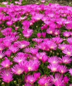 Delosperma Ice Plant Cooperi Hot Pink Plug - Live Starter Plant 1-3