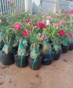 Desert Rose Live Plant Adenium Obesum 1.5-2.5 Ft Tall 3 Gallon Pot Random Colors Outdoor - Image 2
