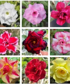 Desert Rose Live Plant Adenium Obesum 1.5-2.5 Ft Tall 3 Gallon Pot Random Colors Outdoor - Image 3