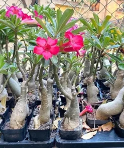 Desert Rose Live Plant Adenium Obesum 1.5-2.5 Ft Tall 3 Gallon Pot Random Colors Outdoor - Image 4