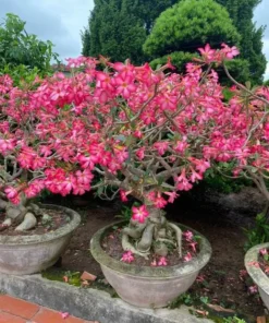 Desert Rose Live Plant Adenium Obesum 1.5-2.5 Ft Tall 3 Gallon Pot Random Colors Outdoor - Image 5