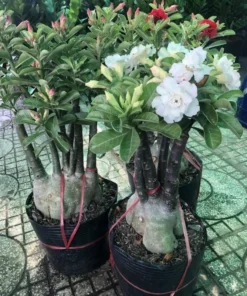 Desert Rose Live Plant Adenium Obesum 1.5-2.5 Ft Tall 3 Gallon Pot Random Colors Outdoor - Image 6