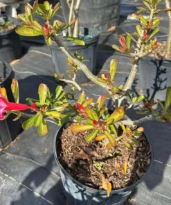 Desert Rose Live Plant Adenium Obesum 1.5-2.5 Ft Tall 3 Gallon Pot Random Colors Outdoor - Image 7