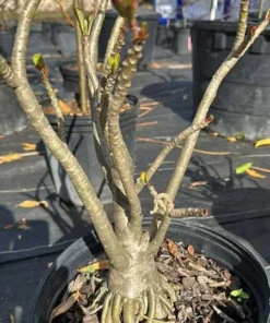 Desert Rose Live Plant Adenium Obesum 1.5-2.5 Ft Tall 3 Gallon Pot Random Colors Outdoor - Image 8