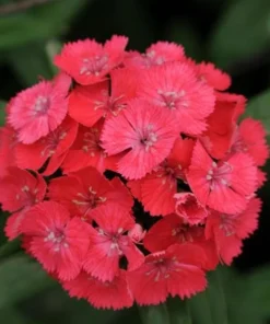 Dianthus Sweet Coral Live Plant Plug - 1-3