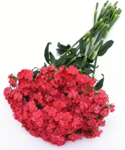 Dianthus Sweet Coral Live Plant Plug - 1-3