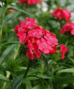 Dianthus Sweet Coral Live Plant Plug - 1-3