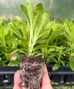 Dianthus Sweet Coral Live Plant Plug - 1-3