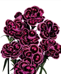 Dianthus Tropical Butterfly Live Plant Plug – 1-3 Inch Starter Plant for Garden - Image 1