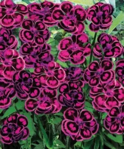 Dianthus Tropical Butterfly Live Plant Plug – 1-3 Inch Starter Plant for Garden - Image 2