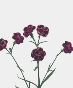 Dianthus Tropical Butterfly Live Plant Plug – 1-3 Inch Starter Plant for Garden - Image 4