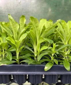 Dianthus Tropical Butterfly Live Plant Plug – 1-3 Inch Starter Plant for Garden - Image 5