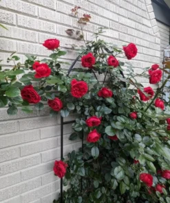 Don Juan Climbing Rose Live Plant - Fragrant Red Rose Bush, Large-Flowered Climber, 5-7" Tall - Image 2