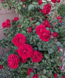 Don Juan Climbing Rose Live Plant - Fragrant Red Rose Bush, Large-Flowered Climber, 5-7