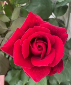 Don Juan Climbing Rose Live Plant - Fragrant Red Rose Bush, Large-Flowered Climber, 5-7