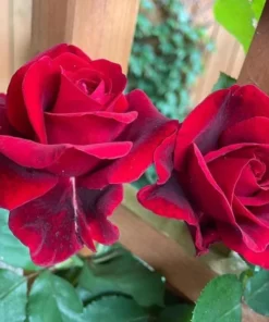 Don Juan Climbing Rose Live Plant - Fragrant Red Rose Bush, Large-Flowered Climber, 5-7