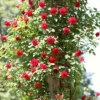 Don Juan Climbing Rose Live Plant - Fragrant Red Rose Bush, Large-Flowered Climber, 5-7" Tall - Image 1