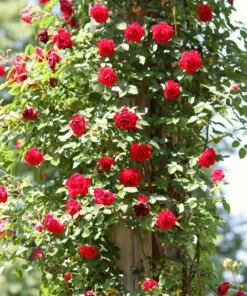 Don Juan Climbing Rose Live Plant - Fragrant Red Rose Bush, Large-Flowered Climber, 5-7" Tall - Image 1