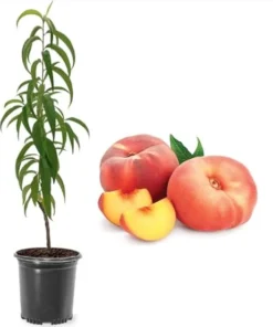 Donut Peach Tree Live Plant – 2 Ft Tall – 3 Gallon Pot – Outdoor Fruit Tree - Image 3
