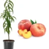 Donut Peach Tree Live Plant – 2 Ft Tall – 3 Gallon Pot – Outdoor Fruit Tree - Image 1
