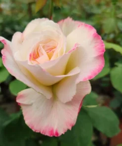 Double Delight Rose Live Plant - Hybrid Tea, Fragrant, Creamy-White 5-7