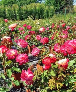 Double Delight Rose Live Plant - Hybrid Tea, Fragrant, Creamy-White 5-7