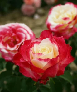 Double Delight Rose Live Plant - Hybrid Tea, Fragrant, Creamy-White 5-7