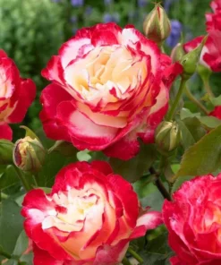 Double Delight Rose Live Plant - Hybrid Tea, Fragrant, Creamy-White 5-7