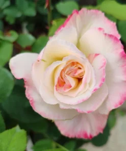 Double Delight Rose Live Plant - Hybrid Tea, Fragrant, Creamy-White 5-7
