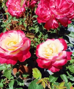 Double Delight Rose Live Plant - Hybrid Tea, Fragrant, Creamy-White 5-7