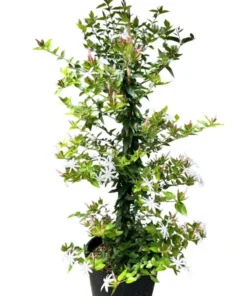 Downey Jasmine Live Plant - Jasminum Multiflorum Shrub, White Flowers, 5-8 Inch Tall - Image 1