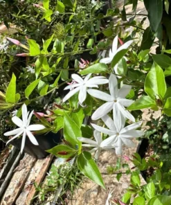Downey Jasmine Live Plant - Jasminum Multiflorum Shrub, White Flowers, 5-8 Inch Tall - Image 10