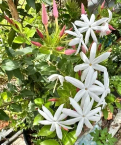 Downey Jasmine Live Plant - Jasminum Multiflorum Shrub, White Flowers, 5-8 Inch Tall - Image 2