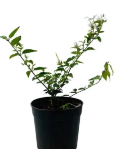 Downey Jasmine Live Plant - Jasminum Multiflorum Shrub, White Flowers, 5-8 Inch Tall - Image 3